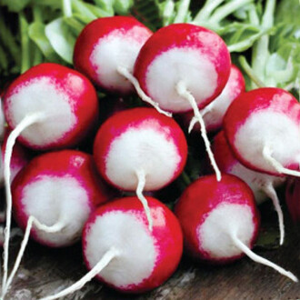 Red White Radish Seed 5 gram