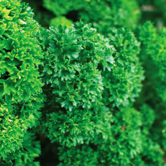 KIVIRCIK MAYDANOZ Tohumu 10 gram 