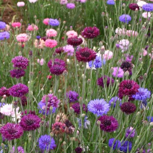 KONTUR Tohumu Yerli Centaurea 50 adet - 1