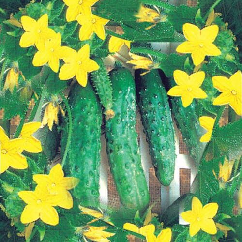 Gherkin Cucumber Seed 100 Seeds - 1