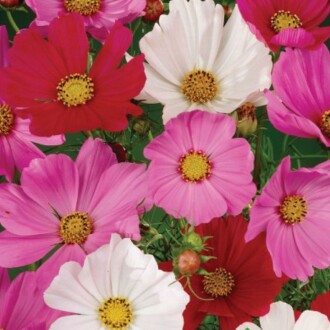 KOSMOS Seed Cosmos L. 30 Seeds