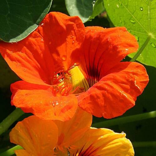 LADEN Tohumu Yerli Tropaeolum majus 6 adet - 1