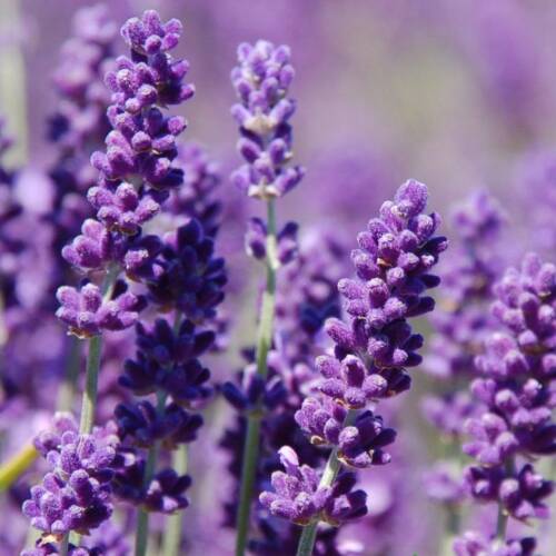 LAVANTA   Tohumu Yerli Lavandula 100 adet - 1