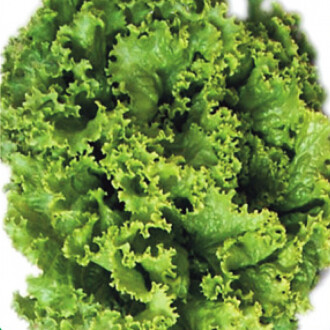 MARUL Tohumu Yerli Arapsaçı Kıvırcık 5 gram 