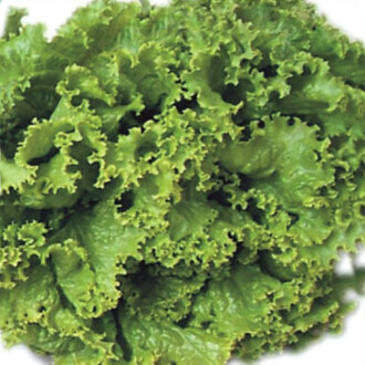 MARUL Tohumu Yerli İRİ KIVIRCIK 5 gram 