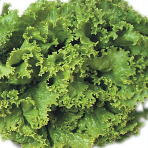MARUL Tohumu Yerli İRİ KIVIRCIK 5 gram - 1