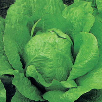 Lettuce YEDİKULE Seed 5 gram