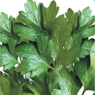 MAYDANOZ Tohumu 10 gram 