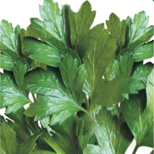 MAYDANOZ Tohumu 10 gram - 1