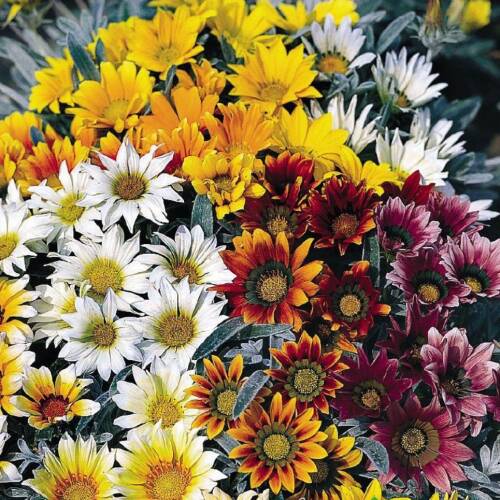 MERAMLI KIZ Tohumu Yerli Gazania splendens 20 adet - 1