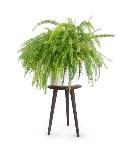 Mezmob Masif Kayın Tabure Sehpa Üç Ayaklı Yuvarlak Ceviz - 9