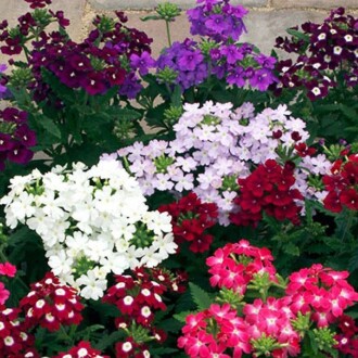 MİNE Seed Verbena 50 Seeds