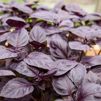 MOR FESLEĞEN/MOR REYHAN Seed Ocimum basilicum 100 Seeds