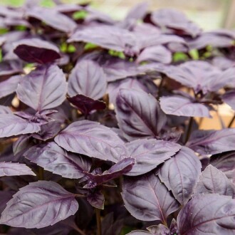 MOR FESLEĞEN/MOR REYHAN Seed Ocimum basilicum 100 Seeds