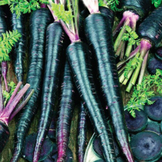 MOR HAVUÇ Tohumu Yerli 5 gram 