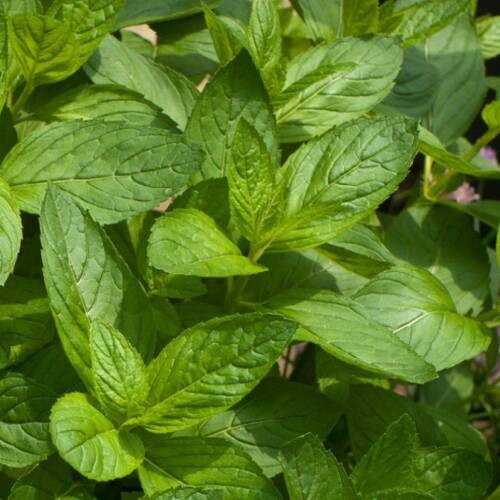 NANE  Tohumu Yerli Mentha 100 adet - 1