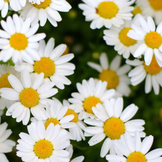 PAPATYA Seed Anthemis  nobilis L. 100 Seeds