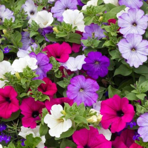 PETUNYA Tohumu Yerli Petunia 100 adet - 1