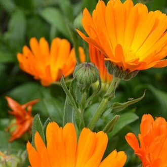 PORTAKAL NERGİSİ /AYNI SEFA Tohumu Yerli Calendula officinalis 30 adet - 1
