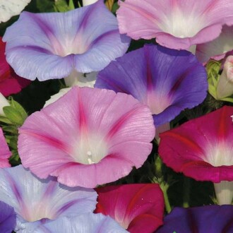 SARMAŞIK Seed Convolvulus 50 Seeds