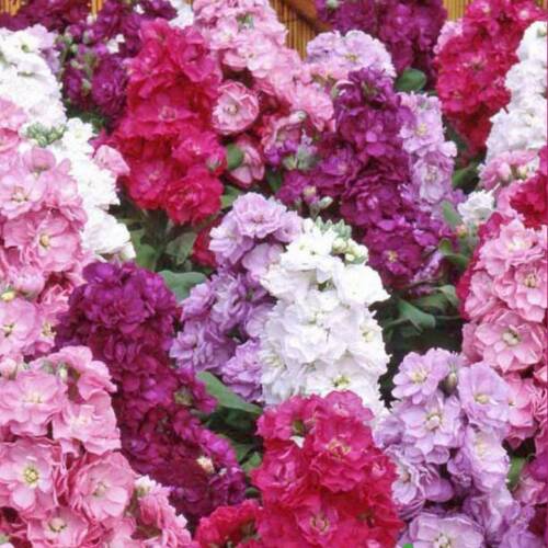 ŞEBBOY Tohumu Yerli Mathiola incana 100 adet - 1