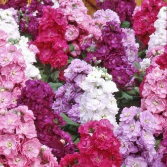 ŞEBBOY Seed Mathiola incana 100 Seeds