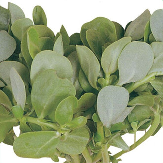 Purslane Seed 5 gram