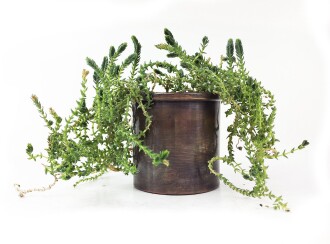 Shark Anatolia Bahar Saksı 3'lü Takım - 3