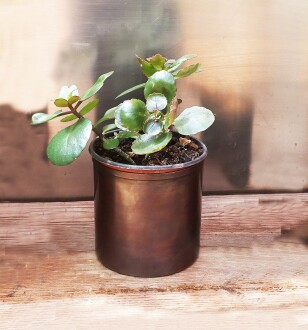 Shark Anatolia Bahar Saksı 3'lü Takım - 4