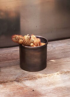 Shark Anatolia Bahar Saksı 3'lü Takım - 6