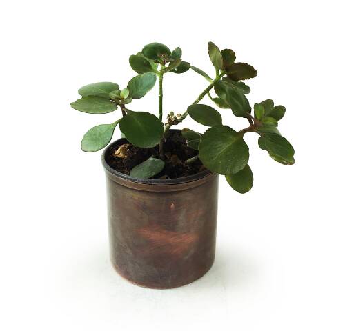 Shark Anatolia Bahar Saksı 3'lü Takım - 9