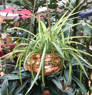 Shark Anatolia Kabak Bakır Askılı Saksı 14cm Kırmızı - 8