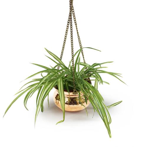 Shark Anatolia Kabak Bakır Askılı Saksı 17cm Kırmızı - 7