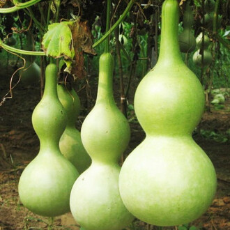 GOURD Seed Lagenaria Siceraria 5 seeds