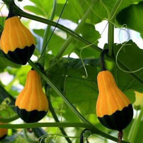 SÜS KABAĞI Tohumu Yerli Cucurbita p. 10 adet - 1