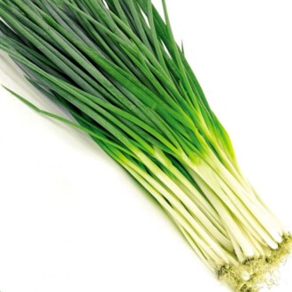 TAZE YEŞİL SOĞAN Tohumu Yerli 5 gram 