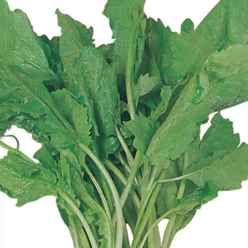 TERE Tohumu Yerli 10 gram - 1