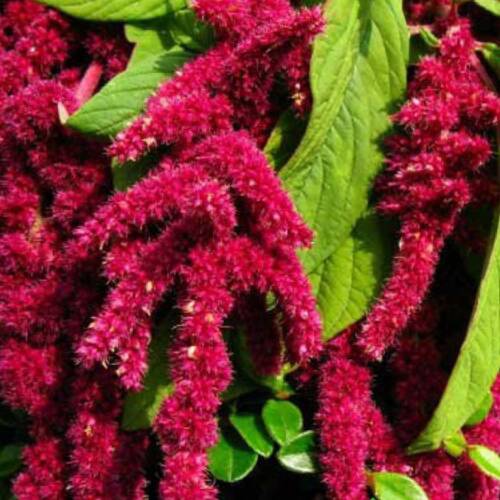 TİLKİ KUYRUĞU Tohumu Yerli Amaranthus  caudatus 100 adet - 1