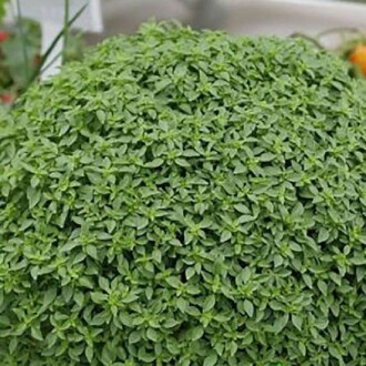 TOP REYHAN Tohumu Yerli Ocimum basilicum 100 adet 