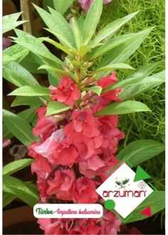 Türbe Çiçeği Tohumu Impatiens Balsamina 30 Adet