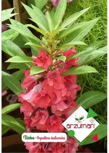 Türbe Çiçeği Tohumu Impatiens Balsamina 30 Adet - 1