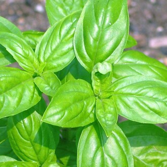 Green Basil Seed Ocimum basilicum 100 Seeds