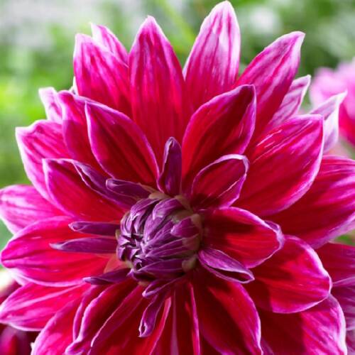 YILDIZ  Tohumu Yerli Dahlia 30 adet - 1