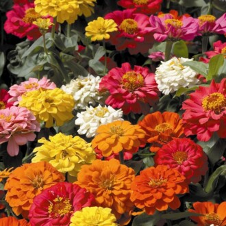 ZİNNA Seed Zinnia 30 Seeds